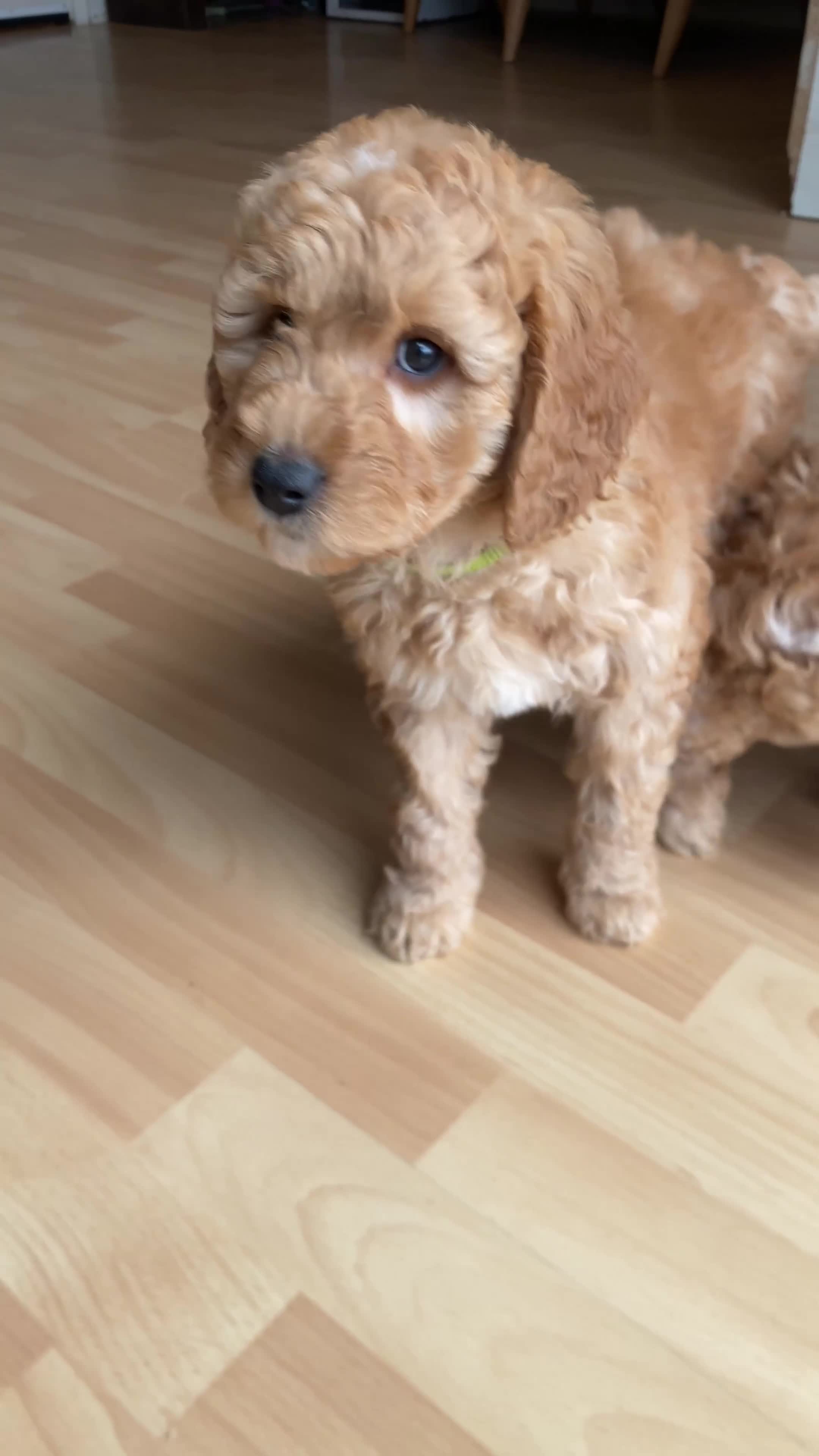 Labradoodle dogs for sale: Last two! Beautiful F3b Labradoodle Puppies - Video 2