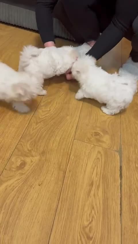 Maltese dogs for sale: Korean Maltese  - Video 1