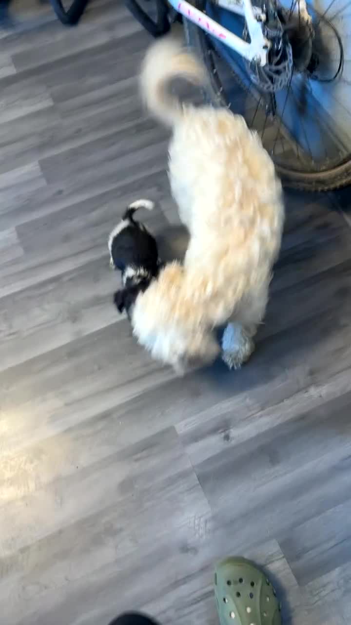 Cocker Spaniel dogs for sale: 1 little cocker spaniel boy - Video 1