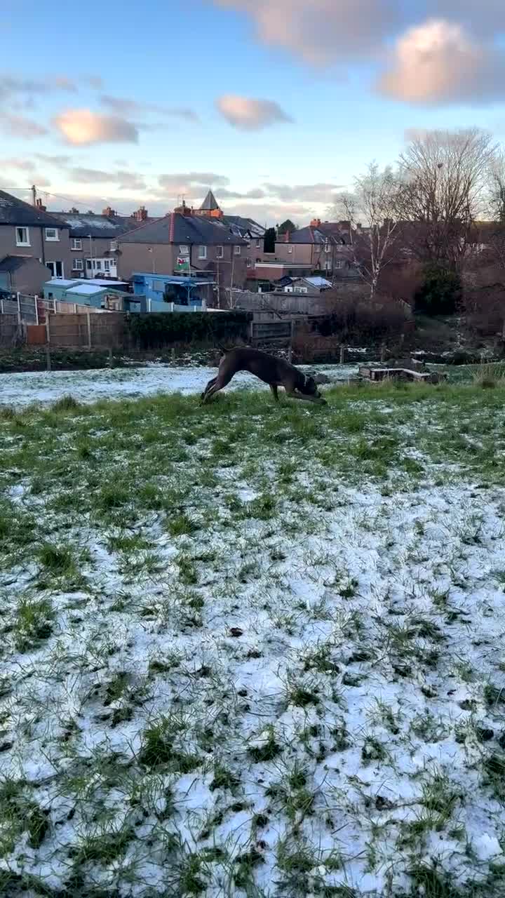 Cane Corso dogs for sale: Cane Corso Female - Video 3