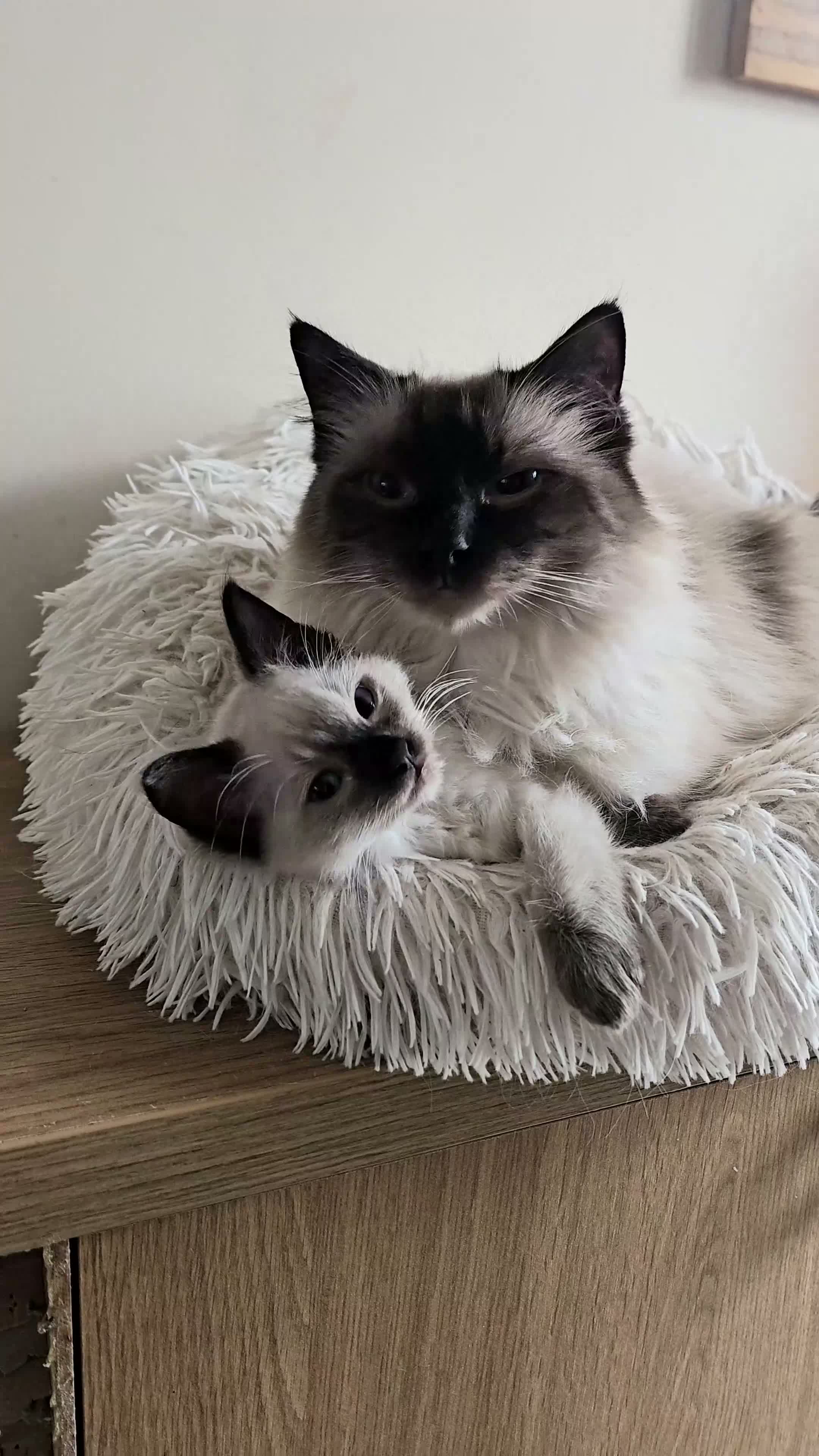 Ragdoll cats for sale: Ragdoll male boy - Video 1