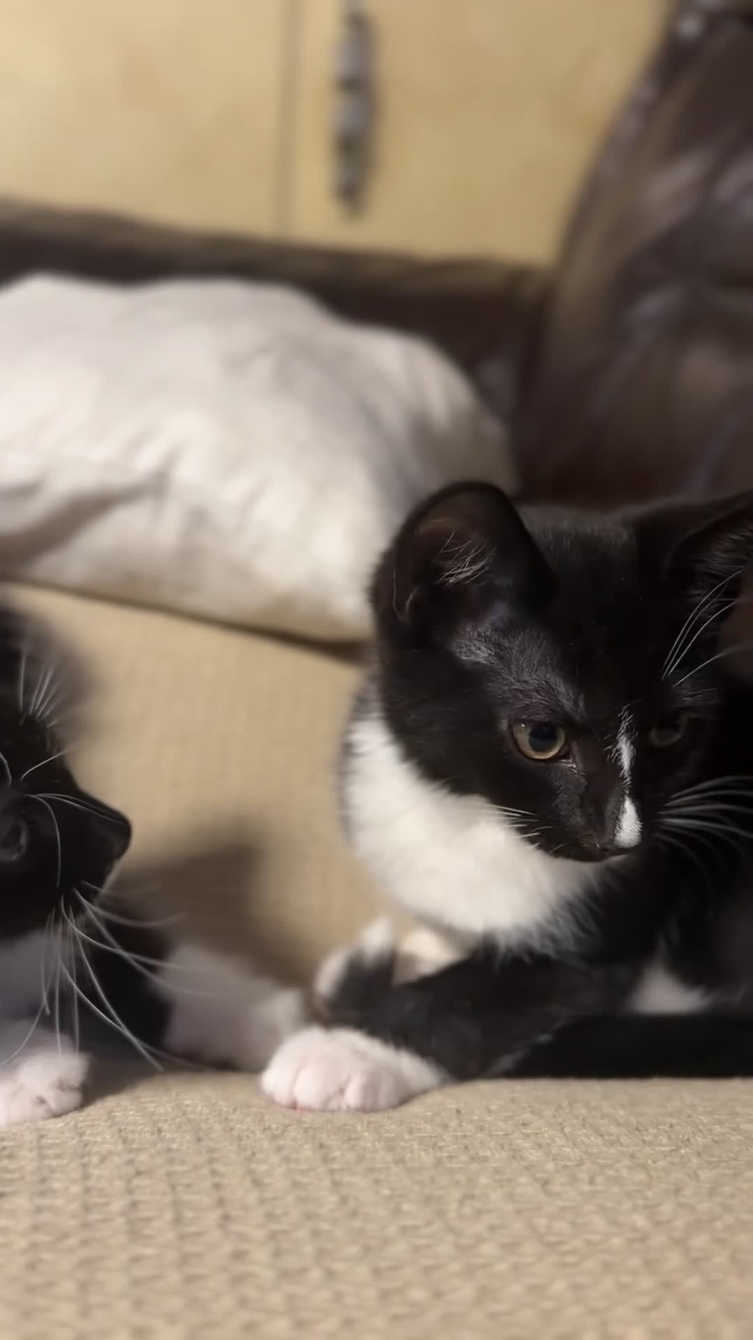 Mixed Breed cats for sale: Mixed breed chocolate brown and white kittens  in Birmingham - Video 2