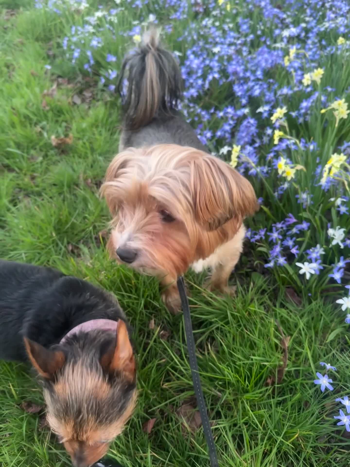 Yorkshire Terrier dogs for stud: 🐶 Yorkshire Terrier Stud Available 🐶 - Video 1