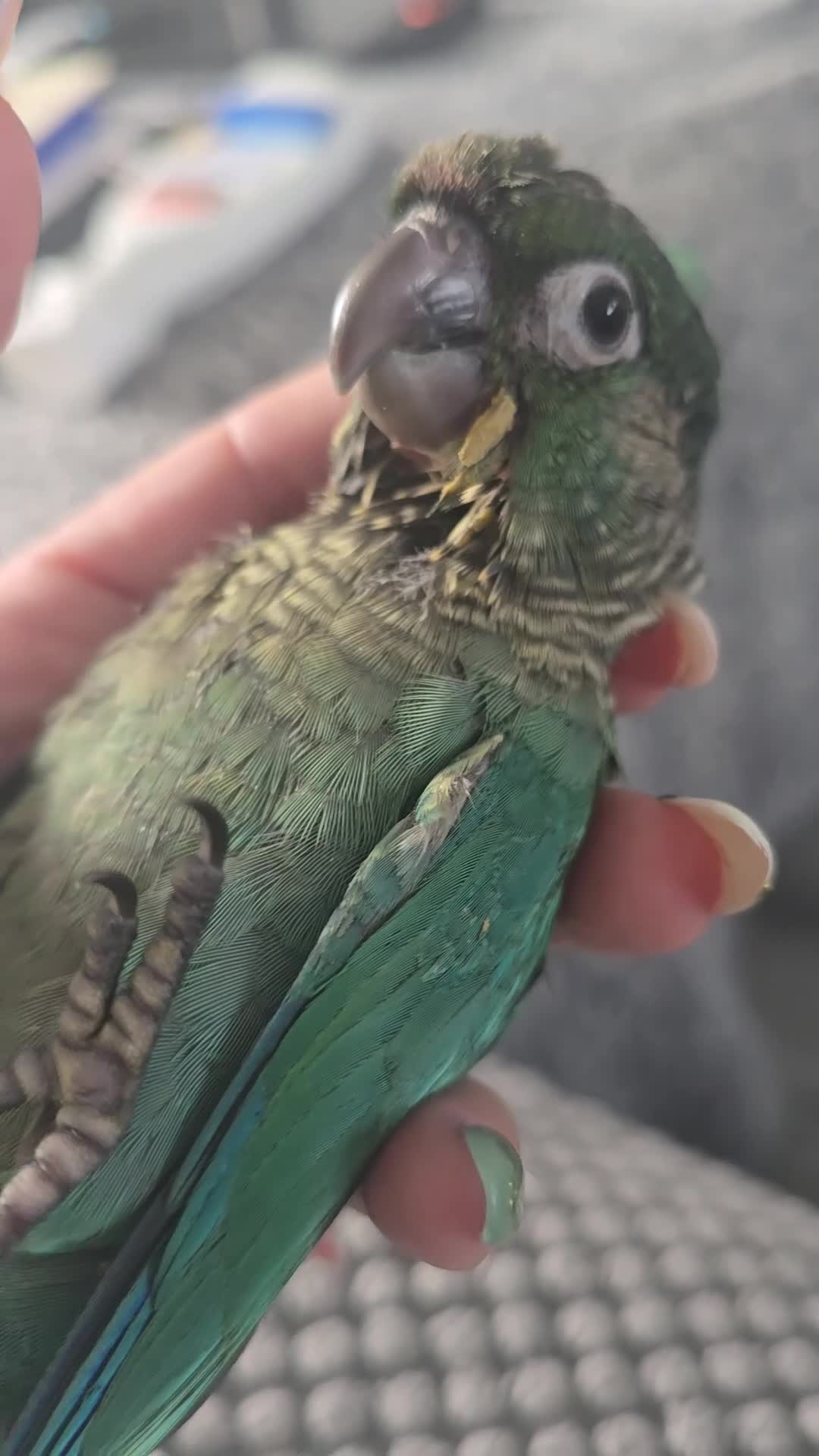Parakeets birds for sale: Supper silly tame conure  - Video 1