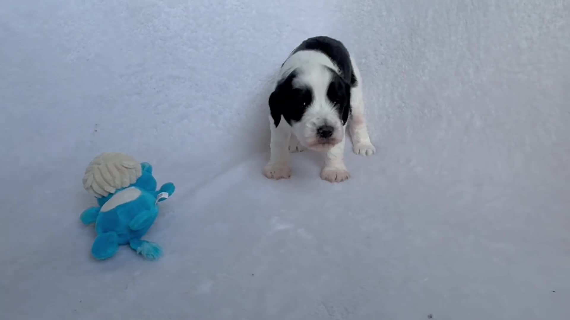 Goldendoodle dogs for sale: Gorgeous Double Doodle Boys - Video 3