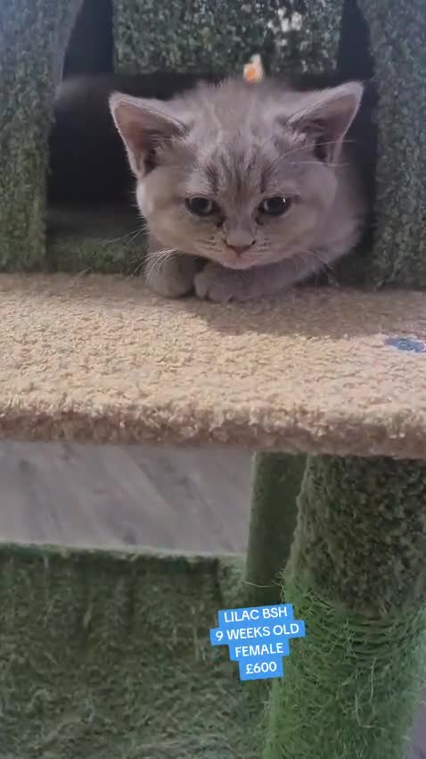 British Shorthair cats for stud: Lilac bsh stud duties - Video 2