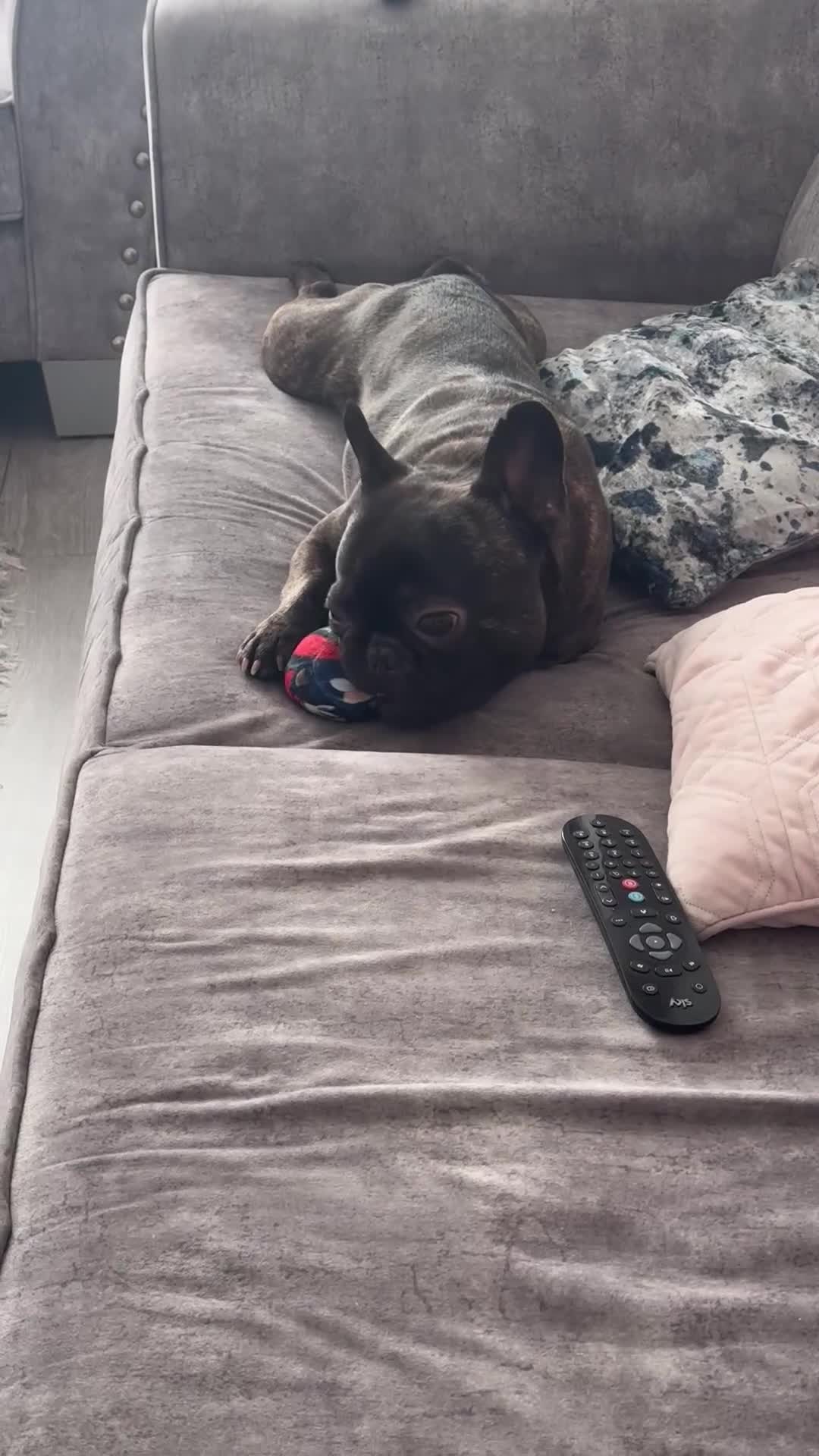 French Bulldog dogs for stud: KC/Pedigree Brindle French Bulldog Stud – Hugo 💙 in Stoke-on-Trent - Video 1