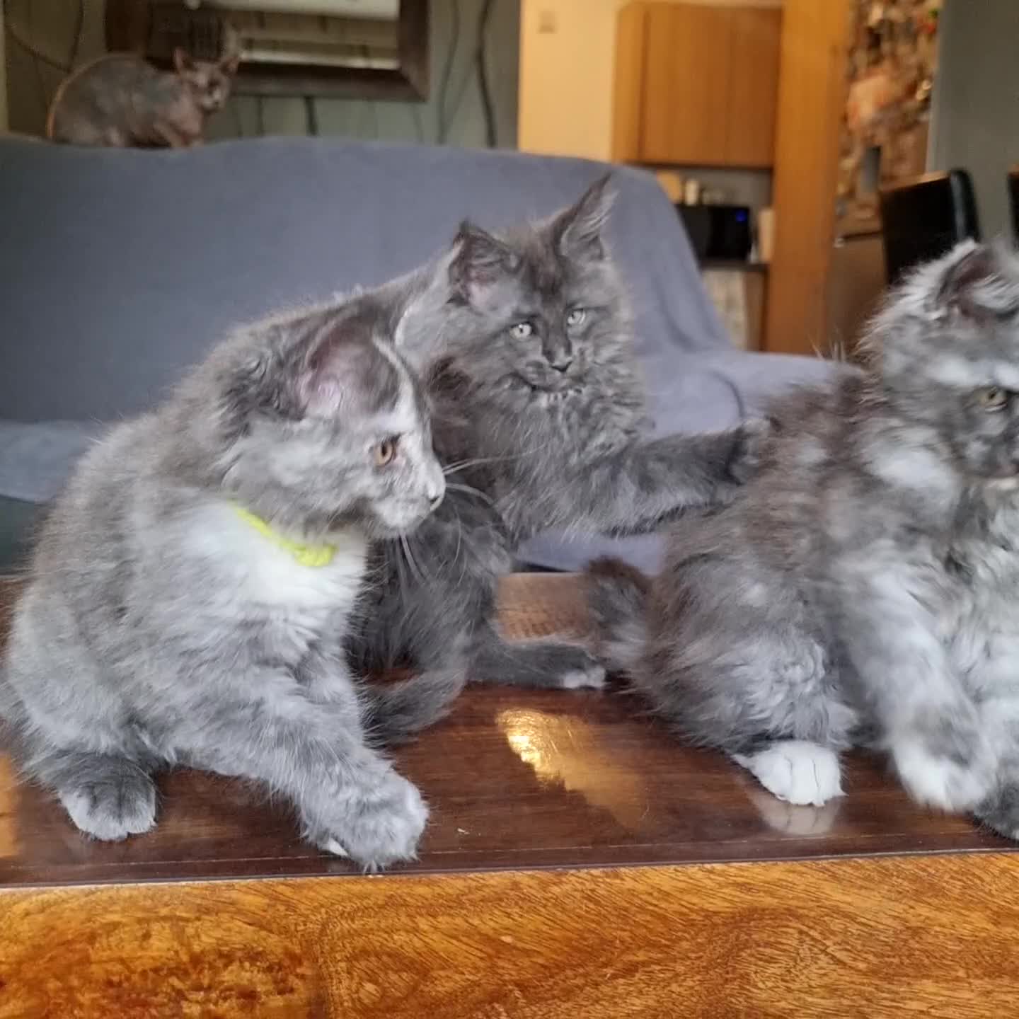 Maine Coon cats for sale: XXL pedigree kittens ready on the 20th of June - Video 2