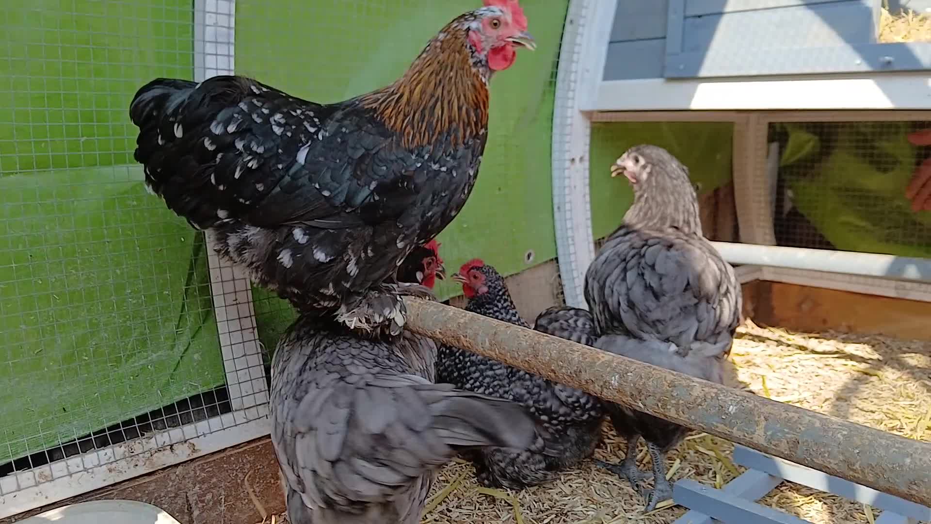 Chickens poultry for sale: Hens for sale,  read advert before contacting me - Video 1
