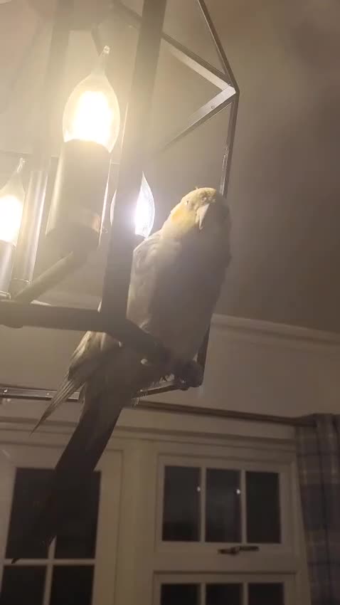 Cockatiels birds for sale: Gorgeous Bleu for Sale  - Video 1
