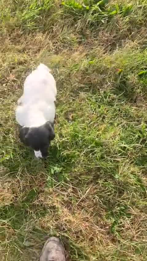 English Springer Spaniel dogs for sale: Lovely Springer Spaniel pups from working parents  - Video 1