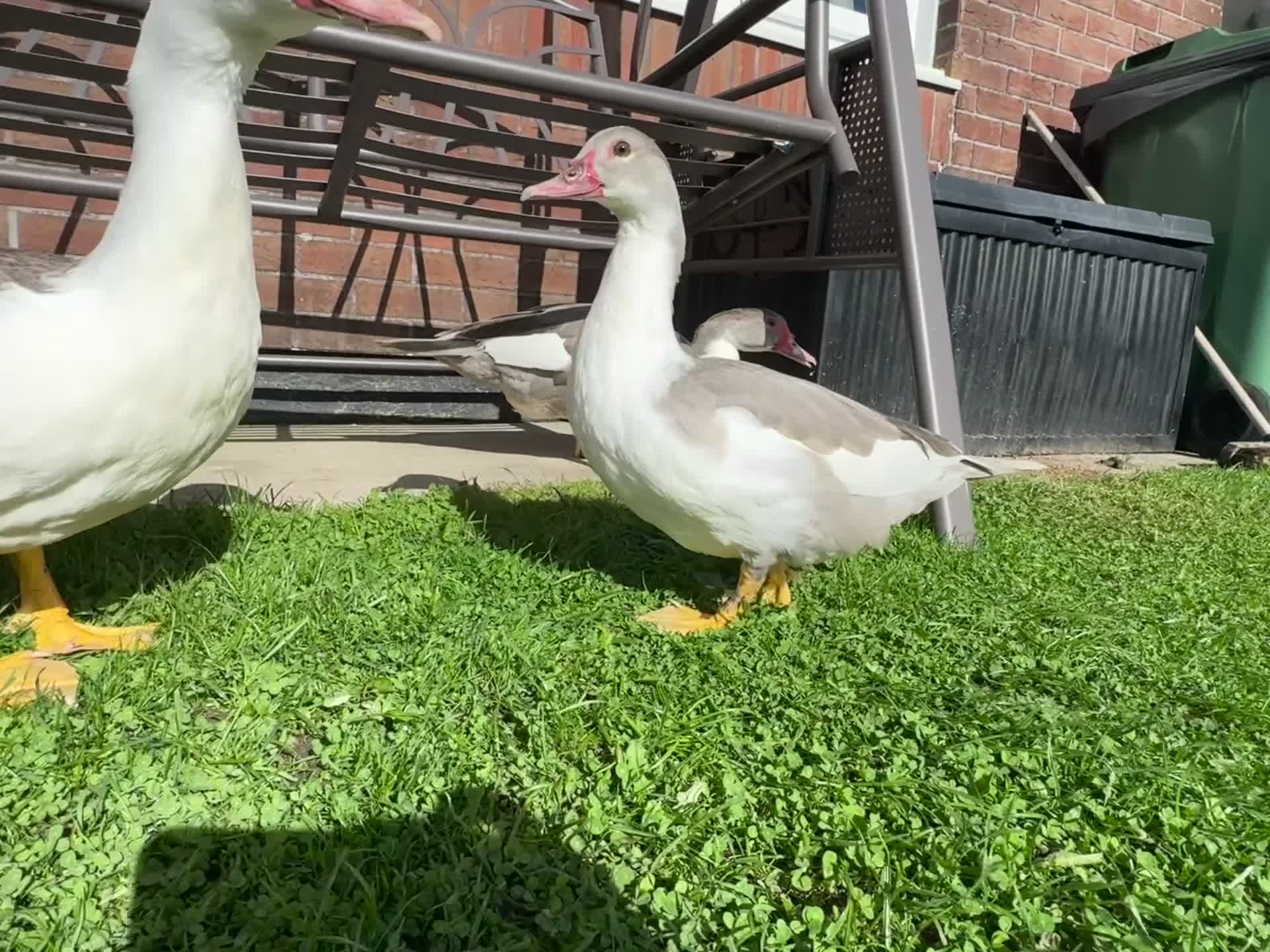 Ducks poultry for sale: GREY MUSCOVY DUCKS - very friendly - Video 1