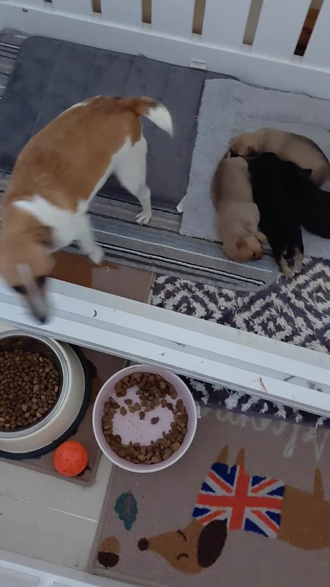 Jack Russell dogs for sale: Jack Russell Puppies - Video 1