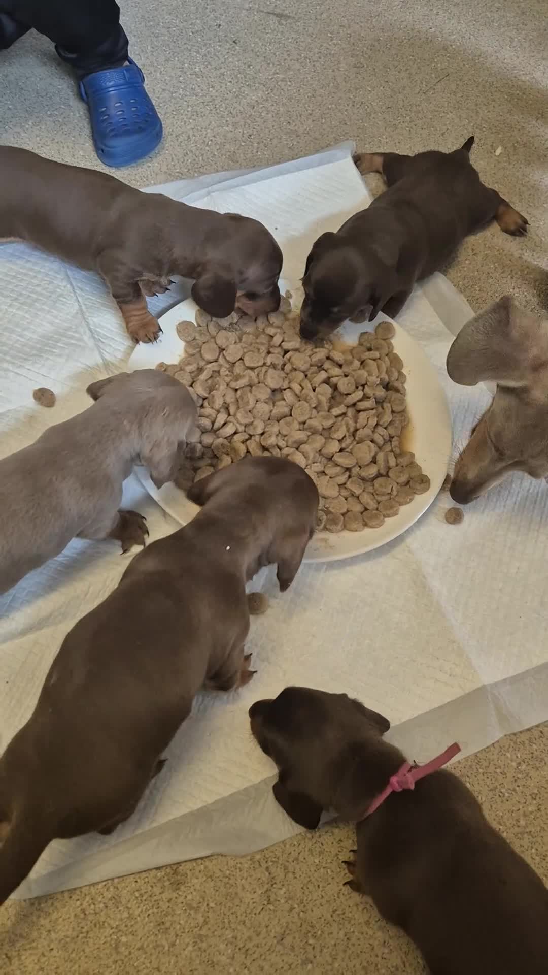 Miniature Dachshund dogs for sale: Miniature dashaund chocolate&tan male  - Video 1