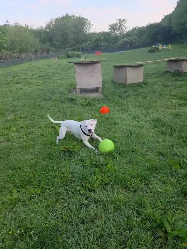 American Bulldog dogs for sale: Very loving american bulldog  - Video 1