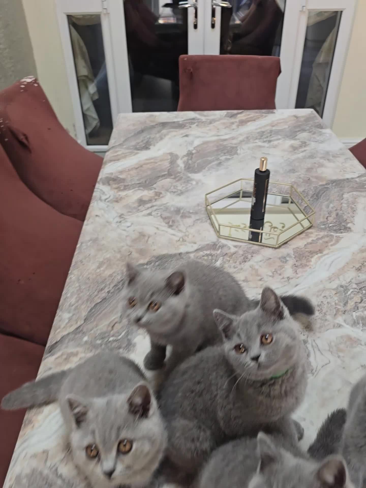 British Shorthair cats for sale: Fully Vaccinated Adorable Gorgeous BSH kittens - Video 1