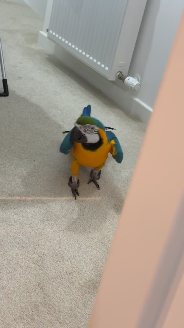 Macaws birds for sale: Beautiful blue and gold macaw Age 2  - Video 1
