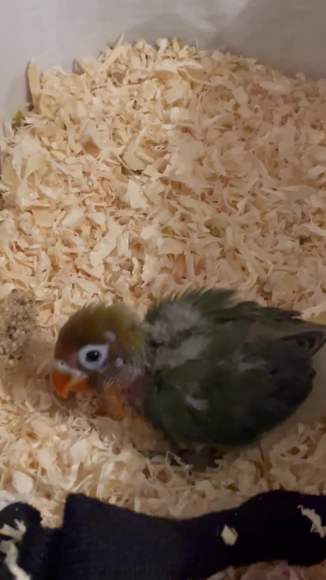 Lovebirds birds for sale: Because hand reared baby lovebird  - Video 3