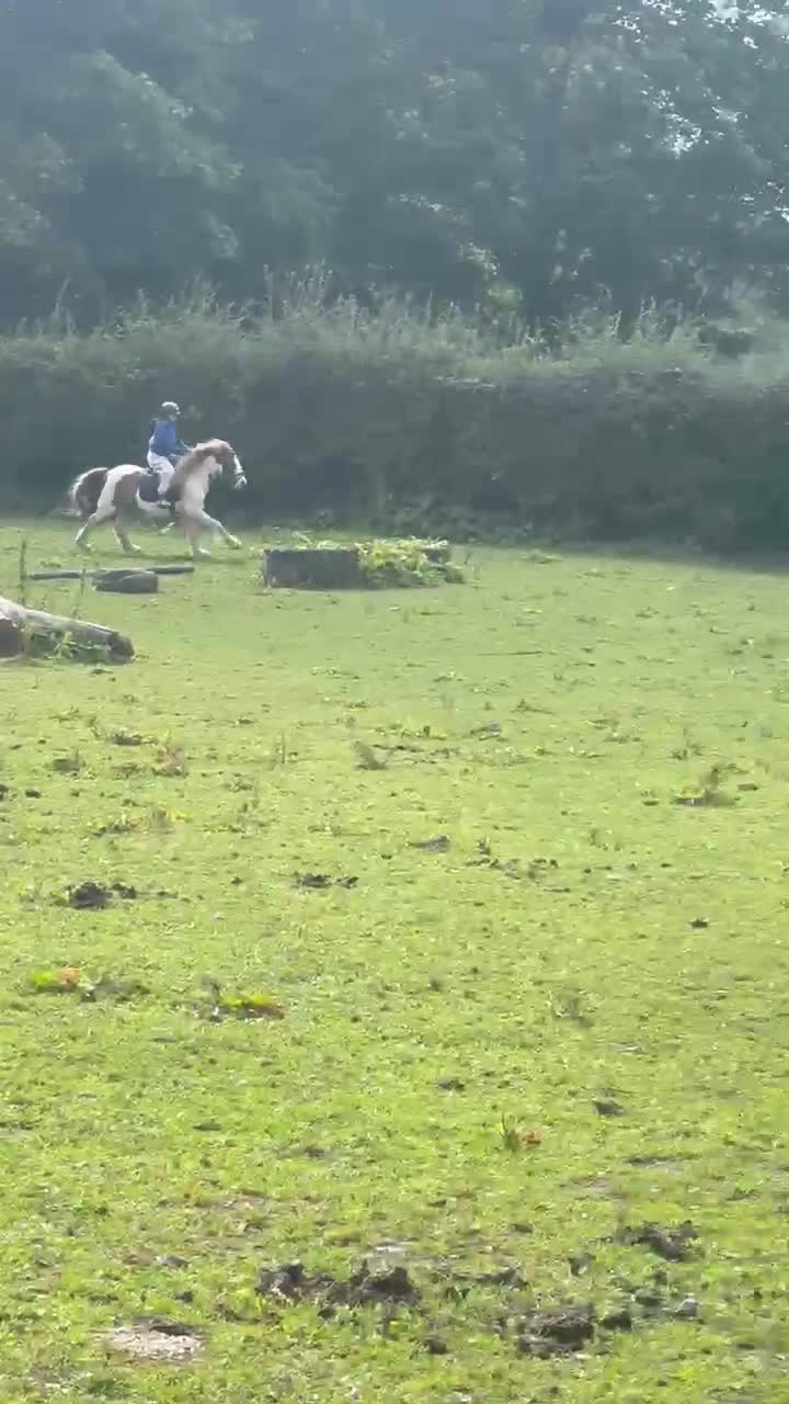 Irish Cob horses for sale: Spirit in Macclesfield - Video 3