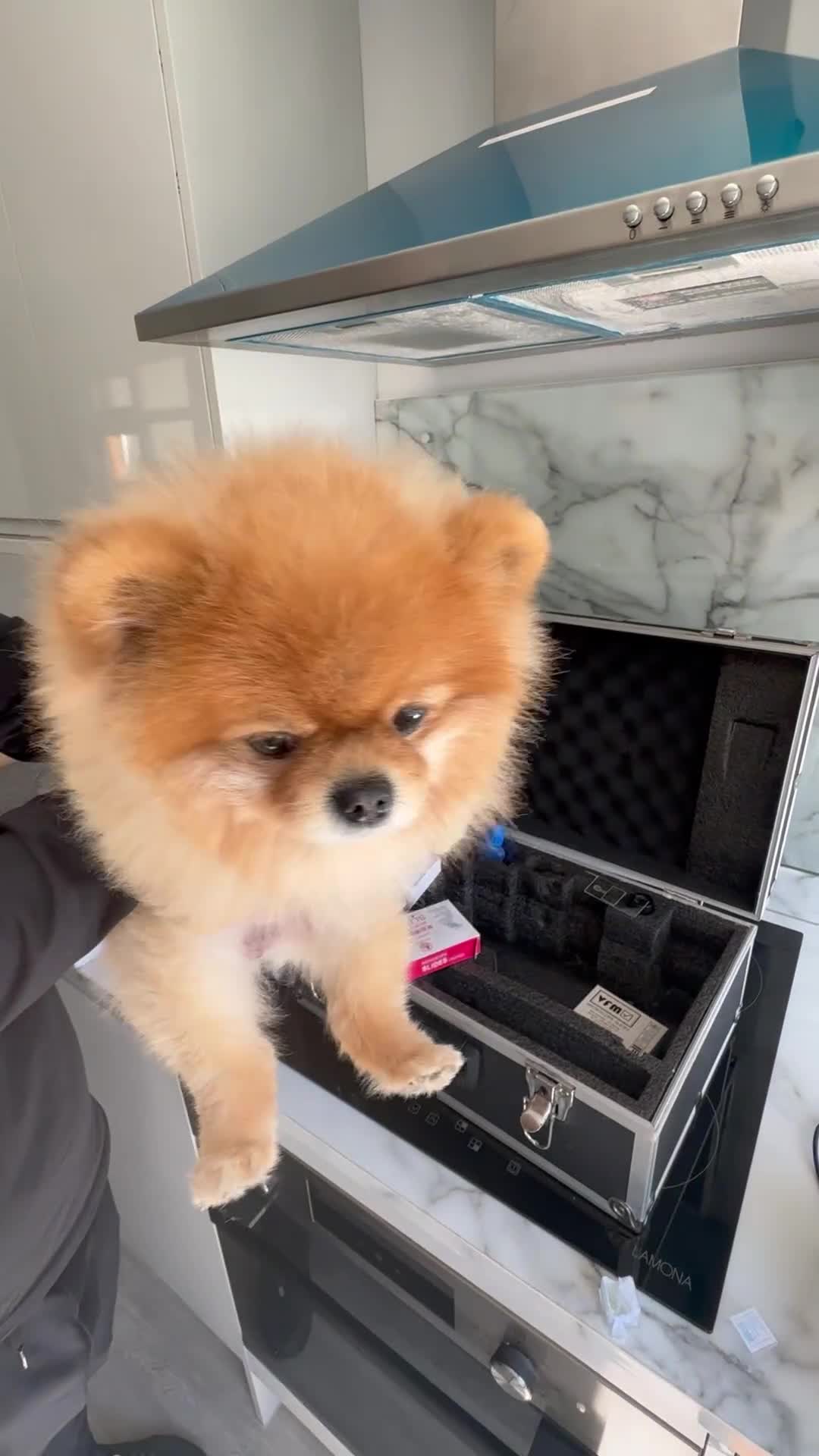 Pomeranian dogs for stud: Pomeranian stud in Stansted - Video 1