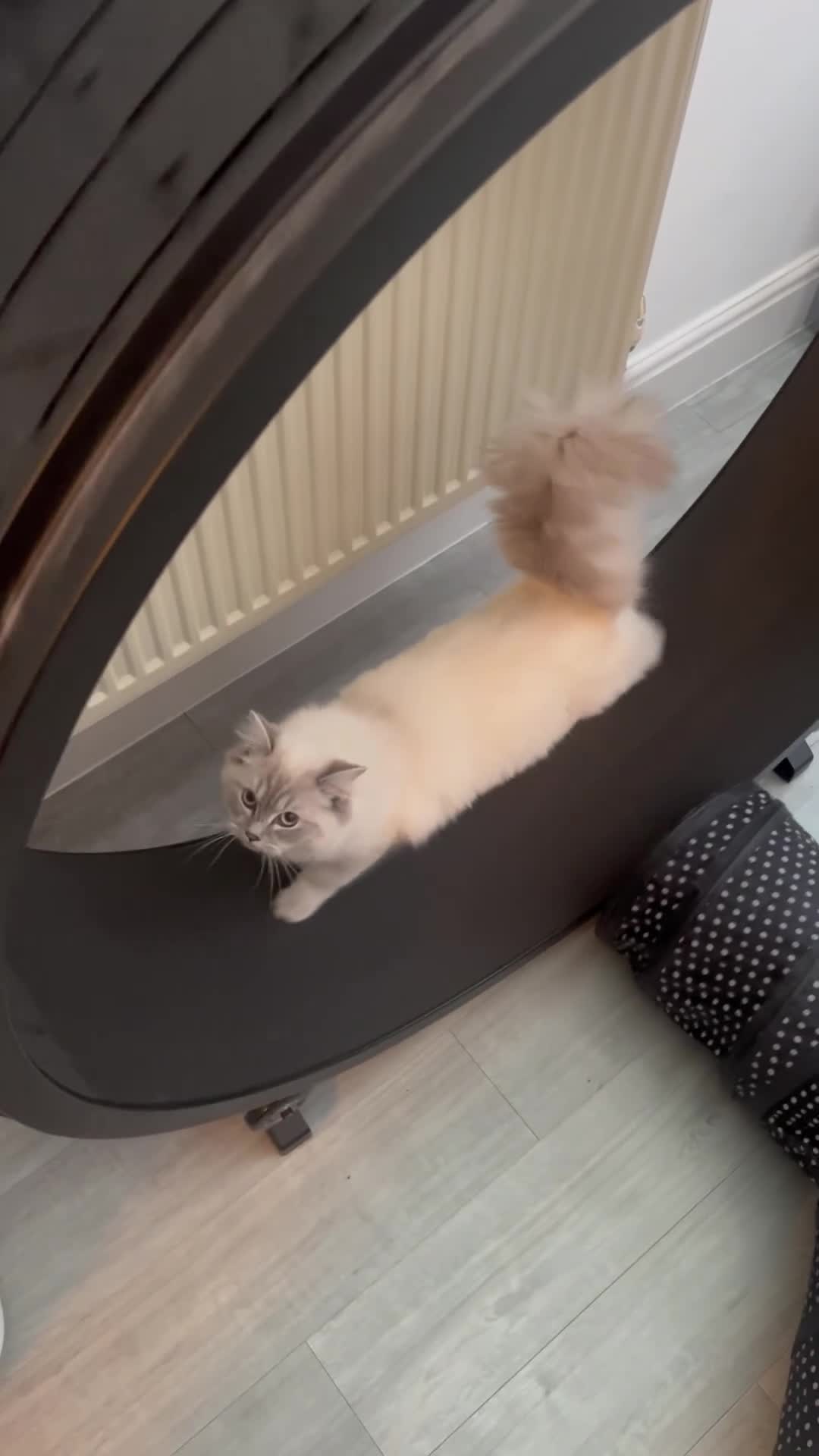 Ragdoll cats for sale: Stunning Seal Point Lynx Ragdoll For Sale. - Video 1