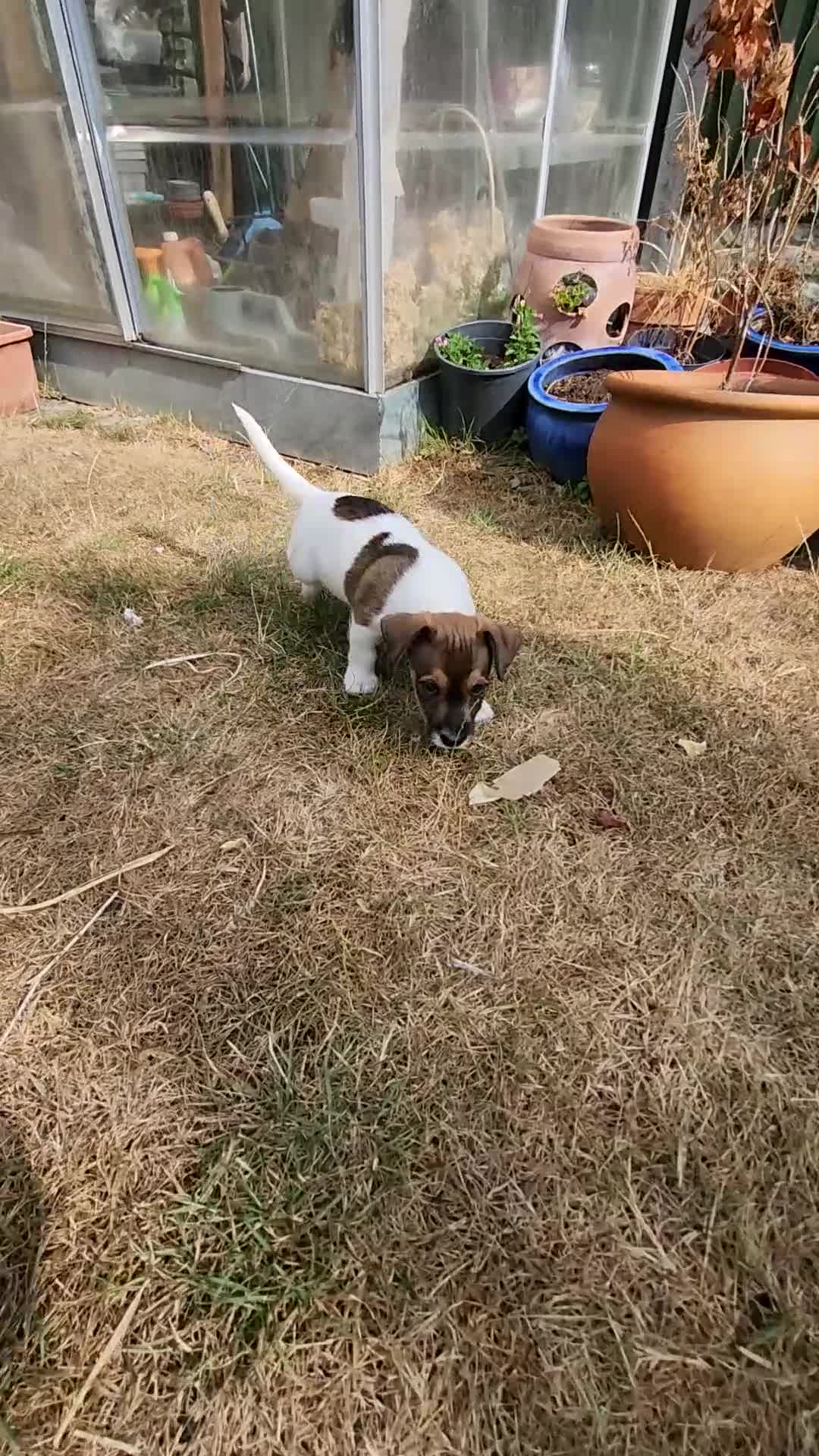 Jack Russell dogs for sale: 2 Gorgeous Jack Russell Males for sale - Video 4
