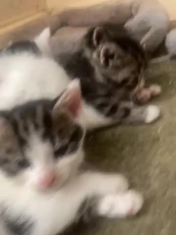 Mixed Breed cats for sale: Domestic cuties - Video 3