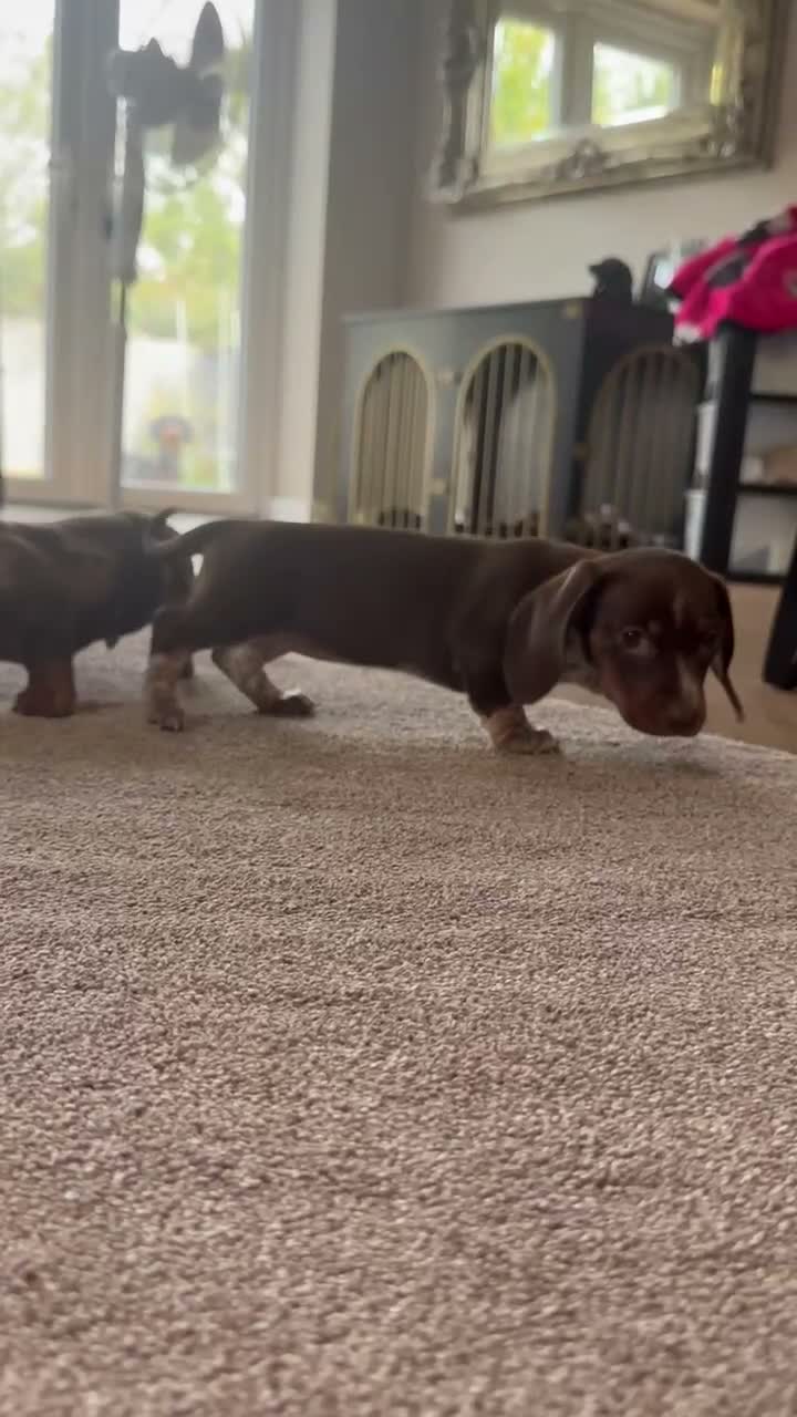 Miniature Dachshund dogs for sale: Stunning miniature Dachsunds kc reg  - Video 1