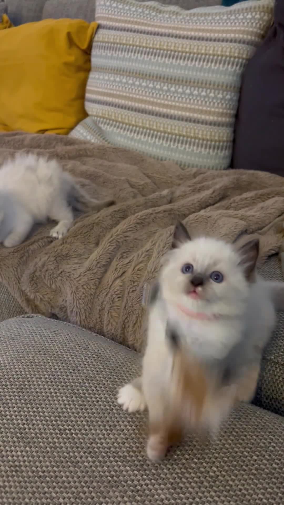 Ragdoll cats for sale: 🐾 Pure Ragdoll Kittens 🐾 in Exeter - Video 1