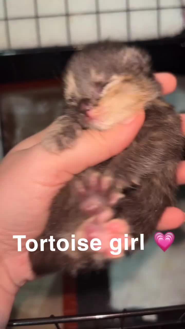 Mixed Breed cats for sale: Mixed breed kittens - Video 1