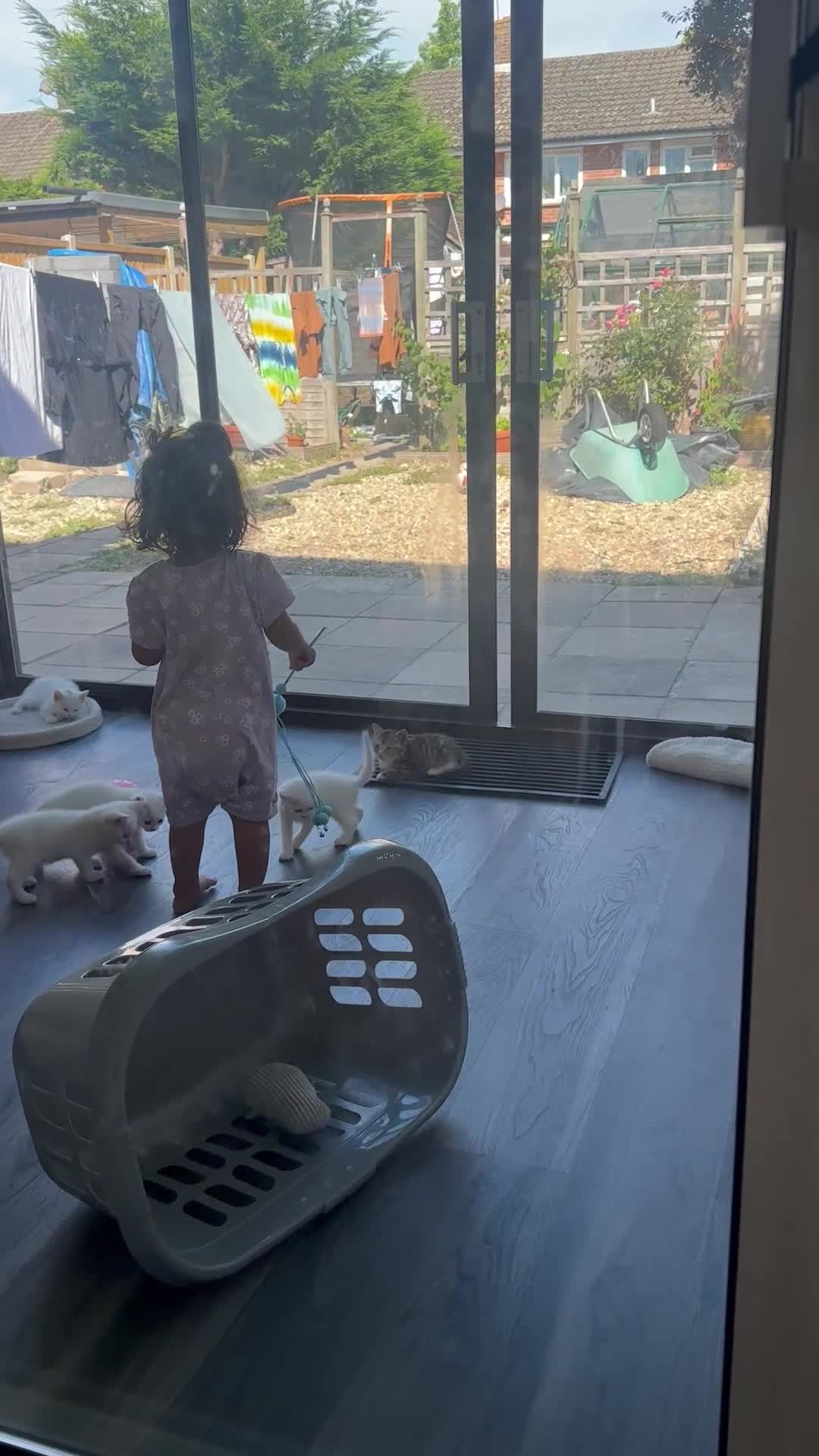 Mixed Breed cats for sale: Kittens for sale in Crawley - Video 1