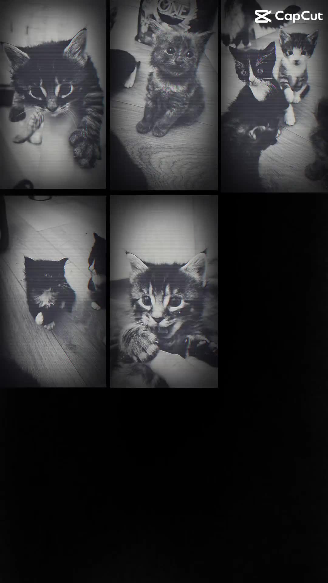 Ragcoon cats for sale: Ragcoons!  in Shepton Mallet - Video 2