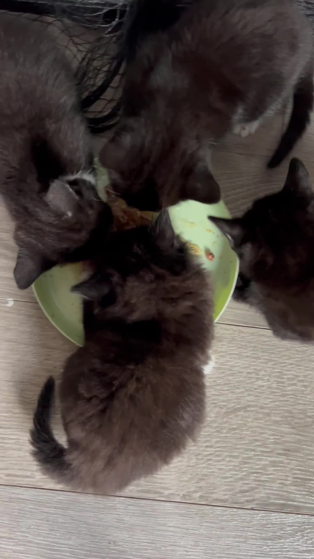 Mixed Breed cats for sale: Kittens for forever homes - Video 1