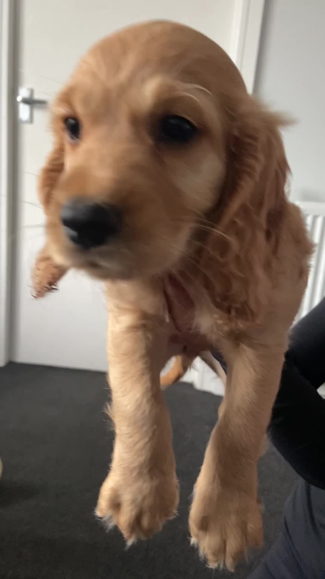 Cocker Spaniel dogs for sale: Cocker spaniel puppies  in York - Video 2