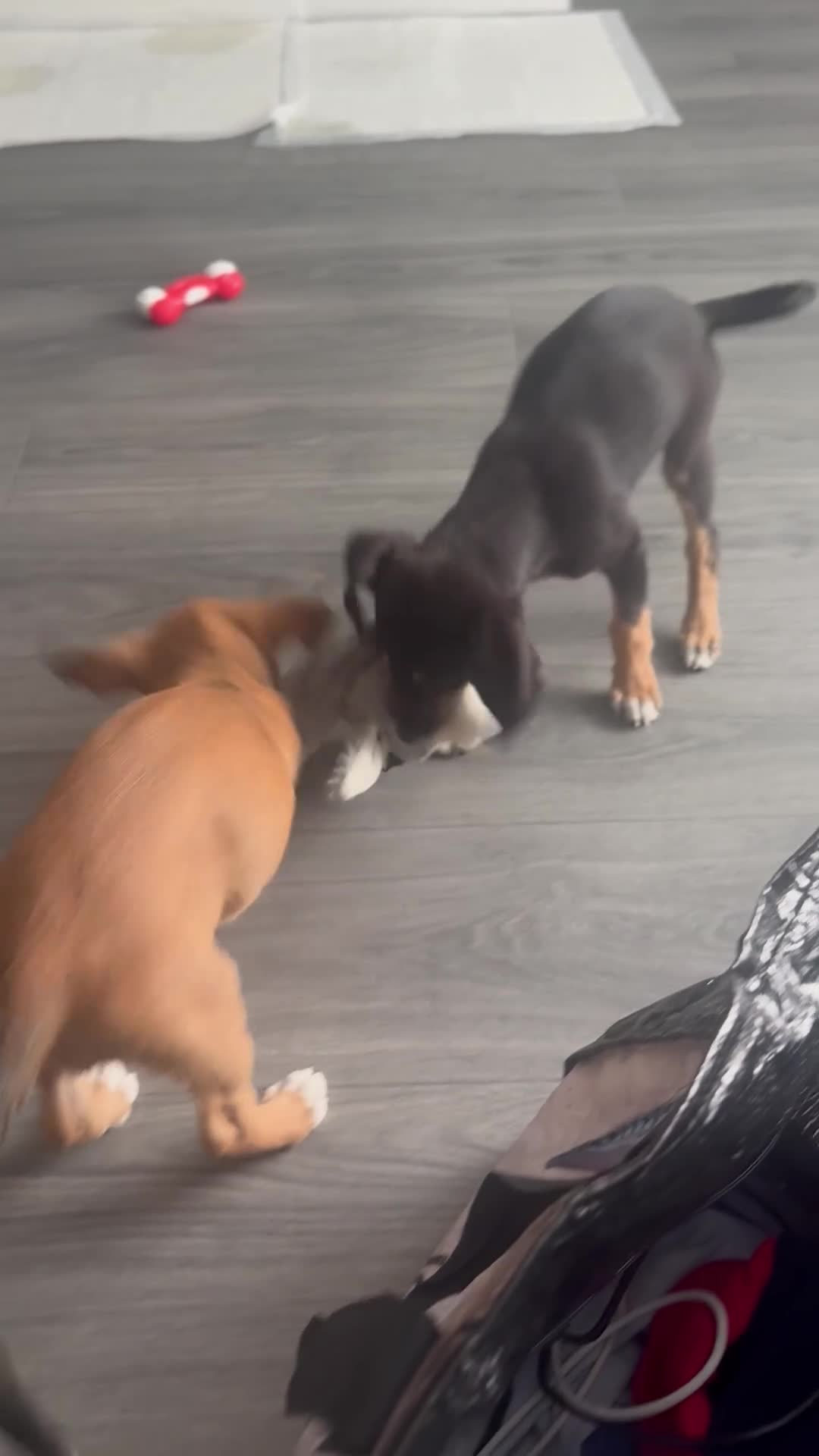 Mixed Breed dogs for sale: Bedlington whippet  - Video 1