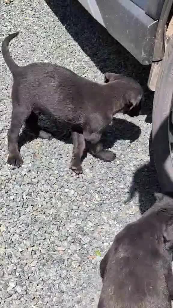 Springador dogs for sale: Springadors  in Llangefni - Video 1