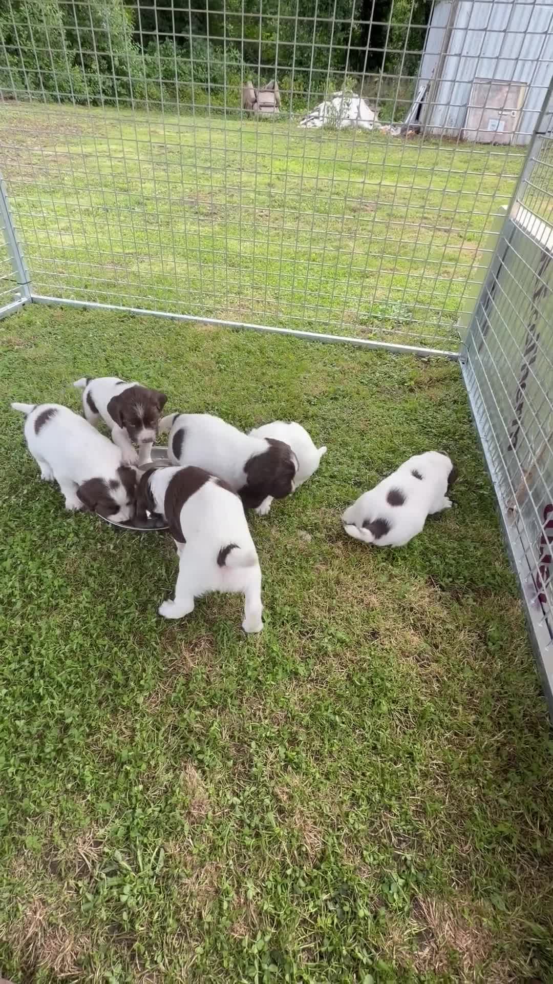 English Springer Spaniel dogs for sale: FTW XFTCH ESS PUPS in Pontyclun - Video 1