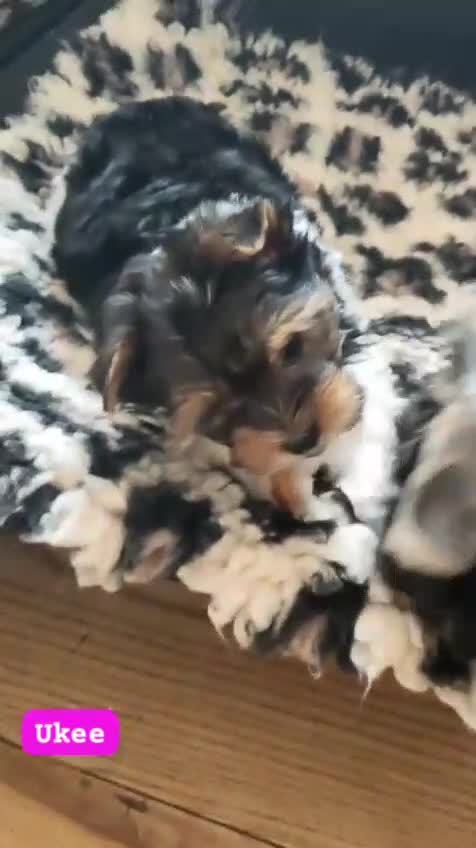 Biewer Terrier dogs for sale: ✨ Stunning Biewer & Merle Yorkies – Ready 09 Apr ✨ - Video 1