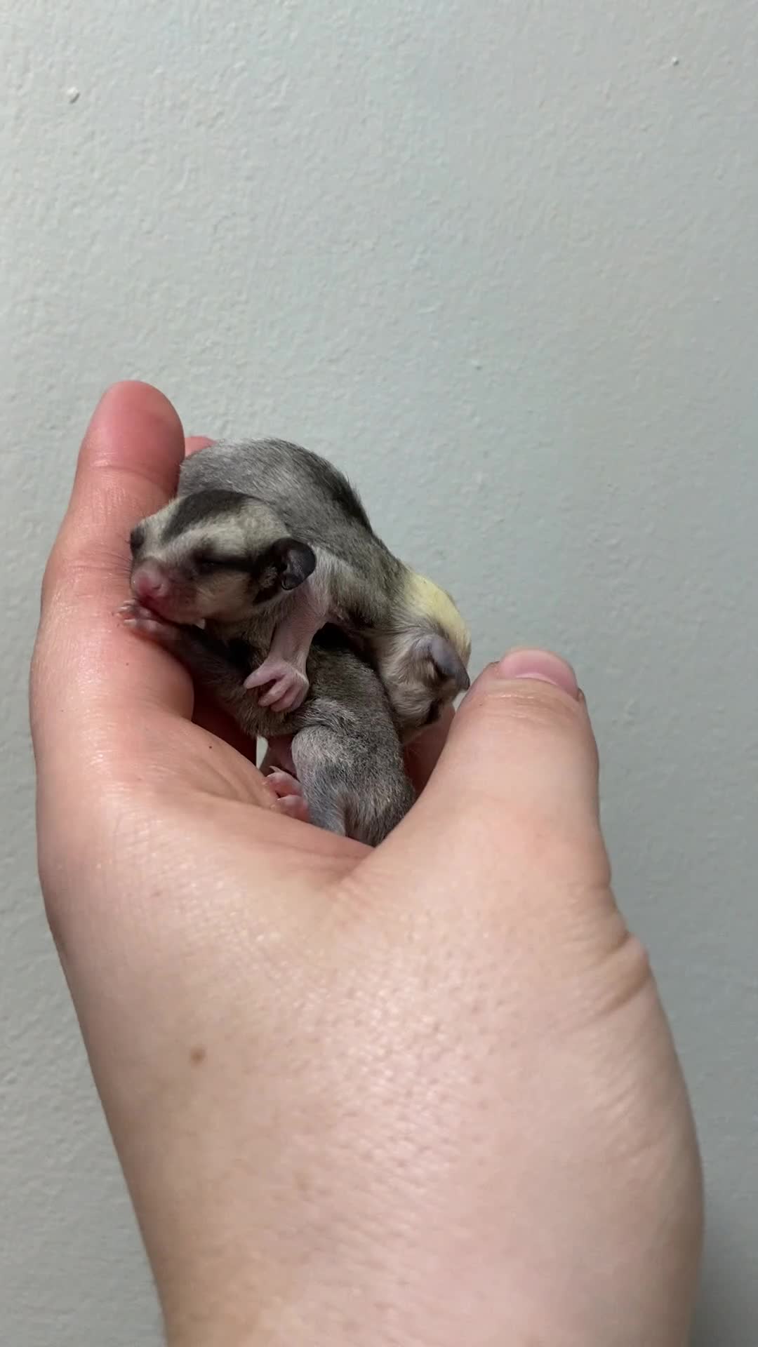 Sugar Glider rodents for sale: Joeys available for reserve  - Video 1