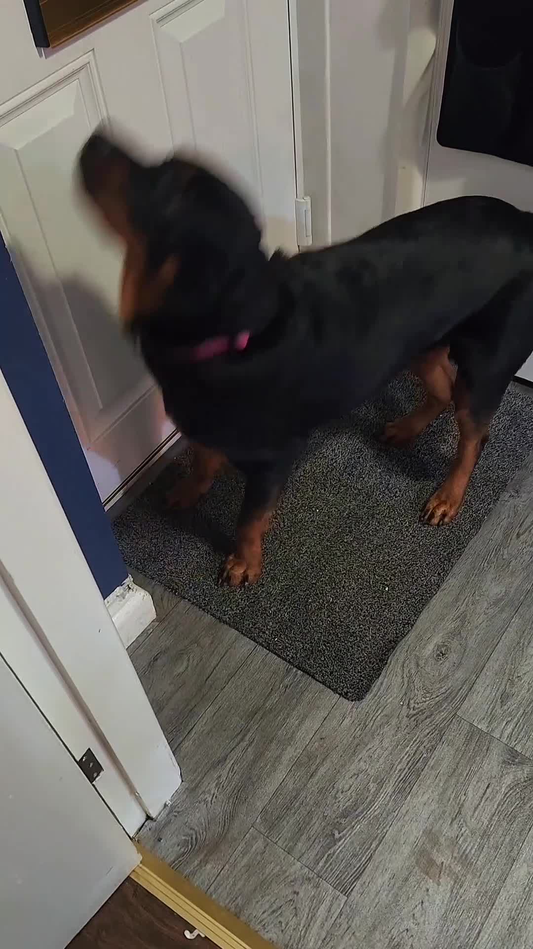 Rottweiler dogs for stud: Looking dog male f stud  - Video 1