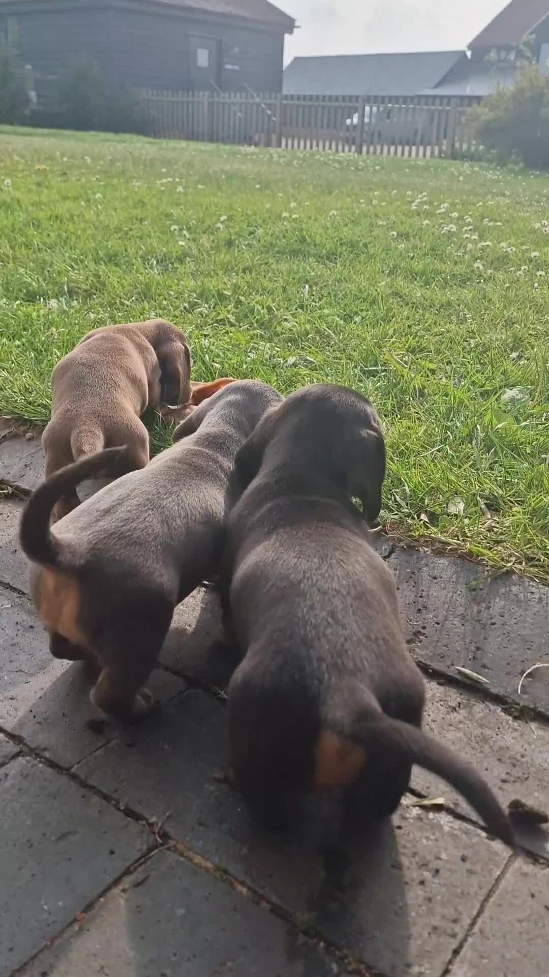Dachshund dogs for sale: KC reg. Show Quality Standard Dachshund Girl in Ware - Video 1