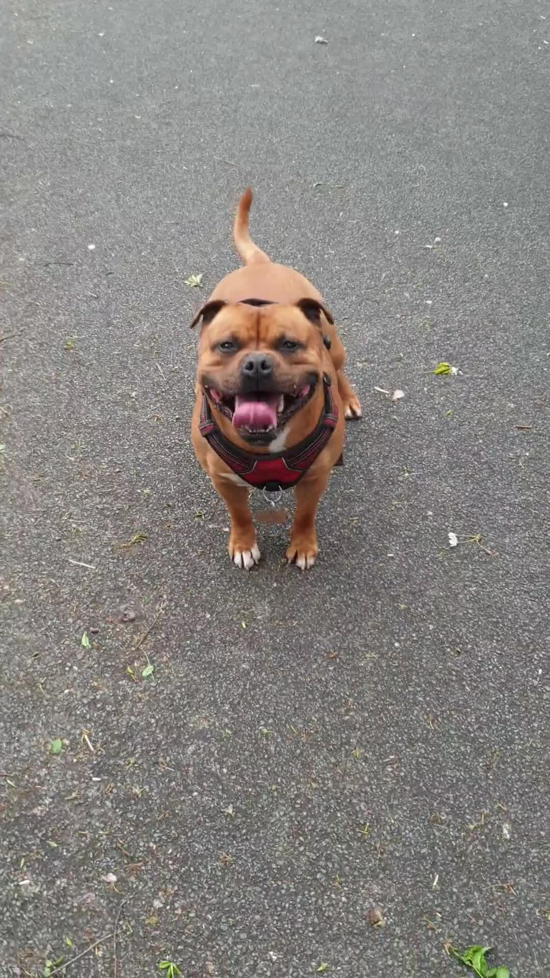 Staffordshire Bull Terrier dogs for stud: 🥨CHIEF CHAMPION SIRED.🥨 🏆  in Rochdale - Video 4