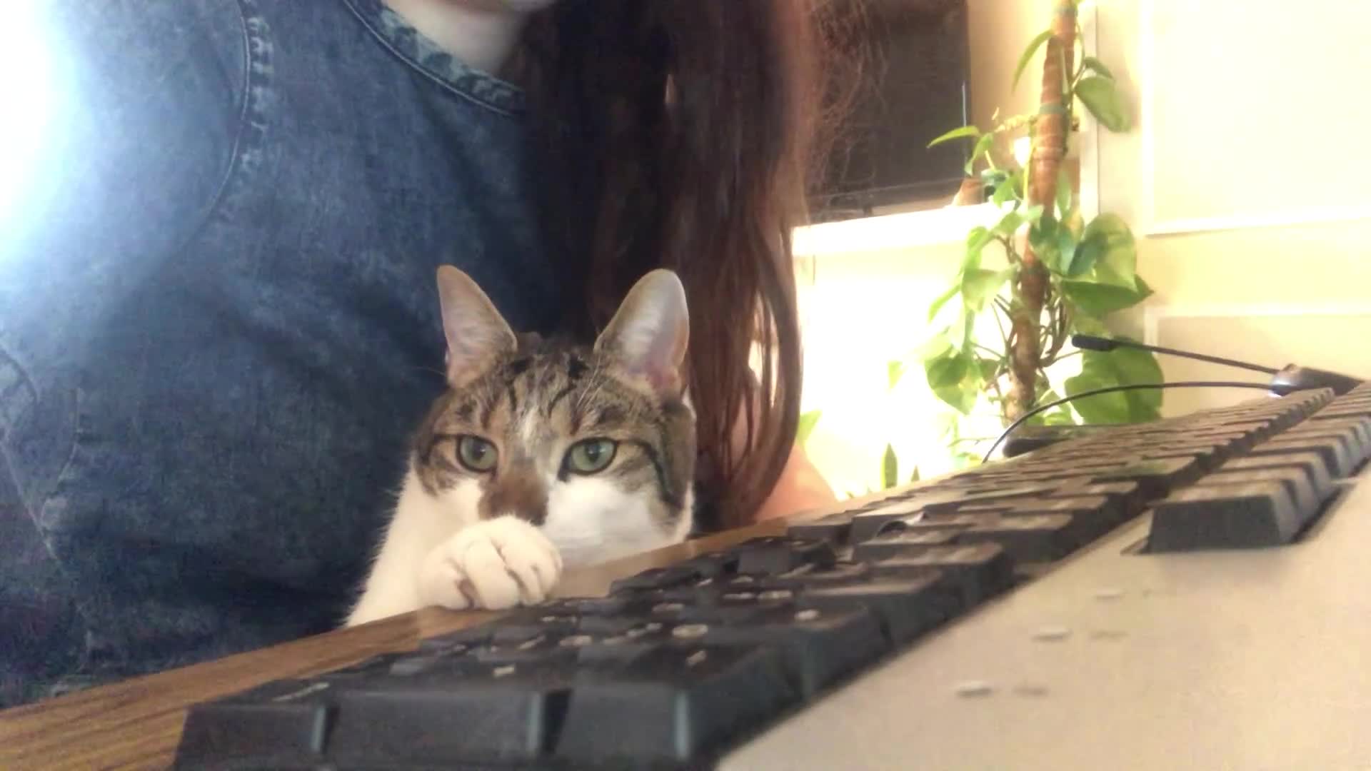 Mixed Breed cats for sale: Archie  - Video 1