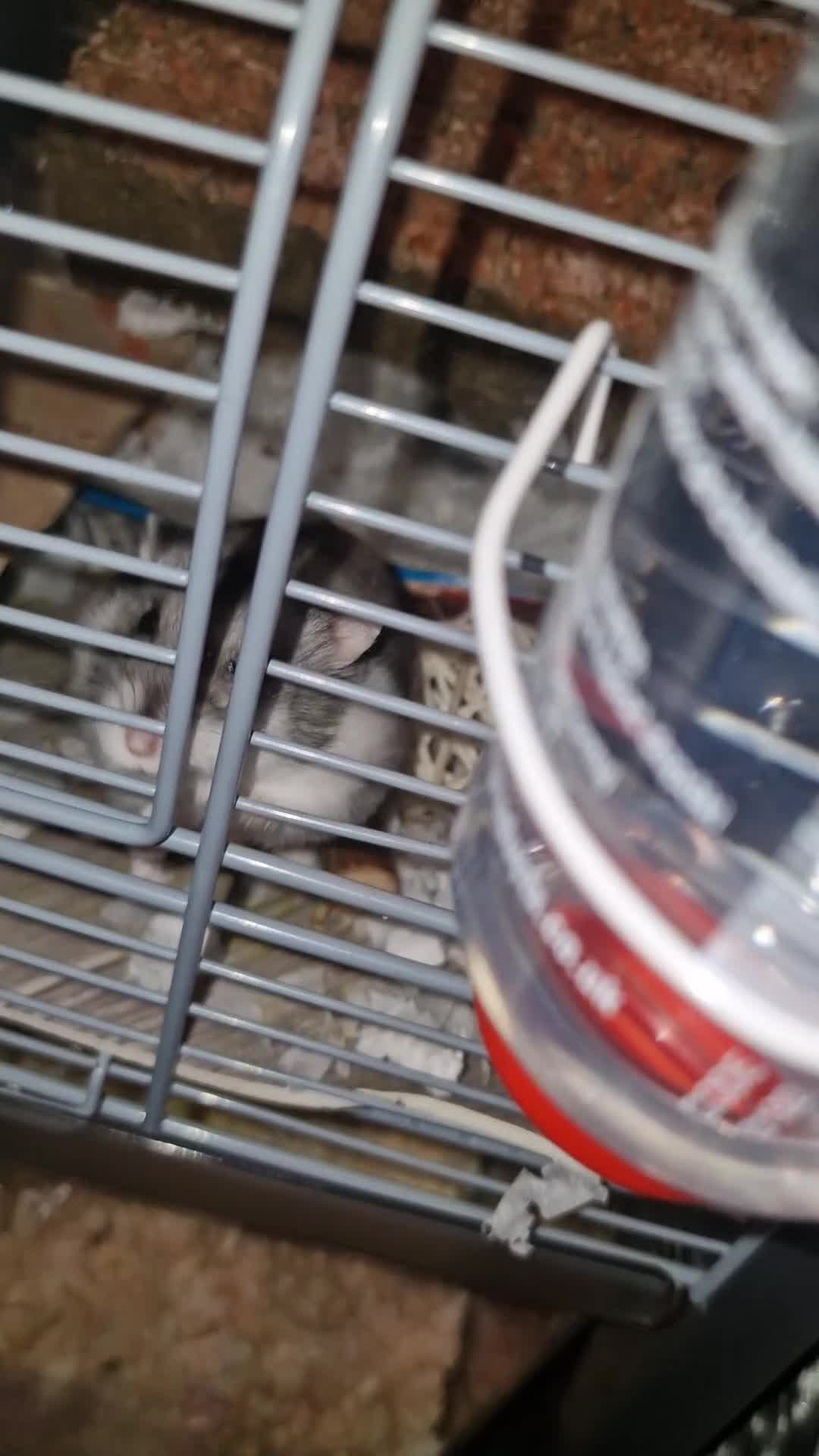 Hamster rodents for sale: STUNNING RUSSIAN HAMSTER 🐹  - Video 1