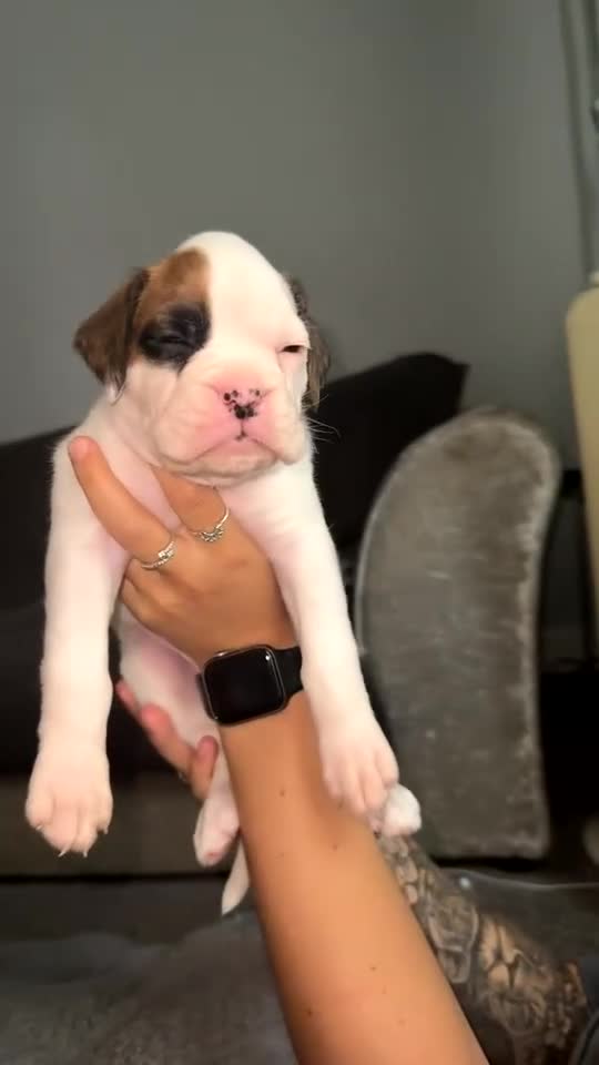 Boxer dogs for sale: Gorgeous KC Registered Boxer Pups - ONLY 3 LEFT - Video 2