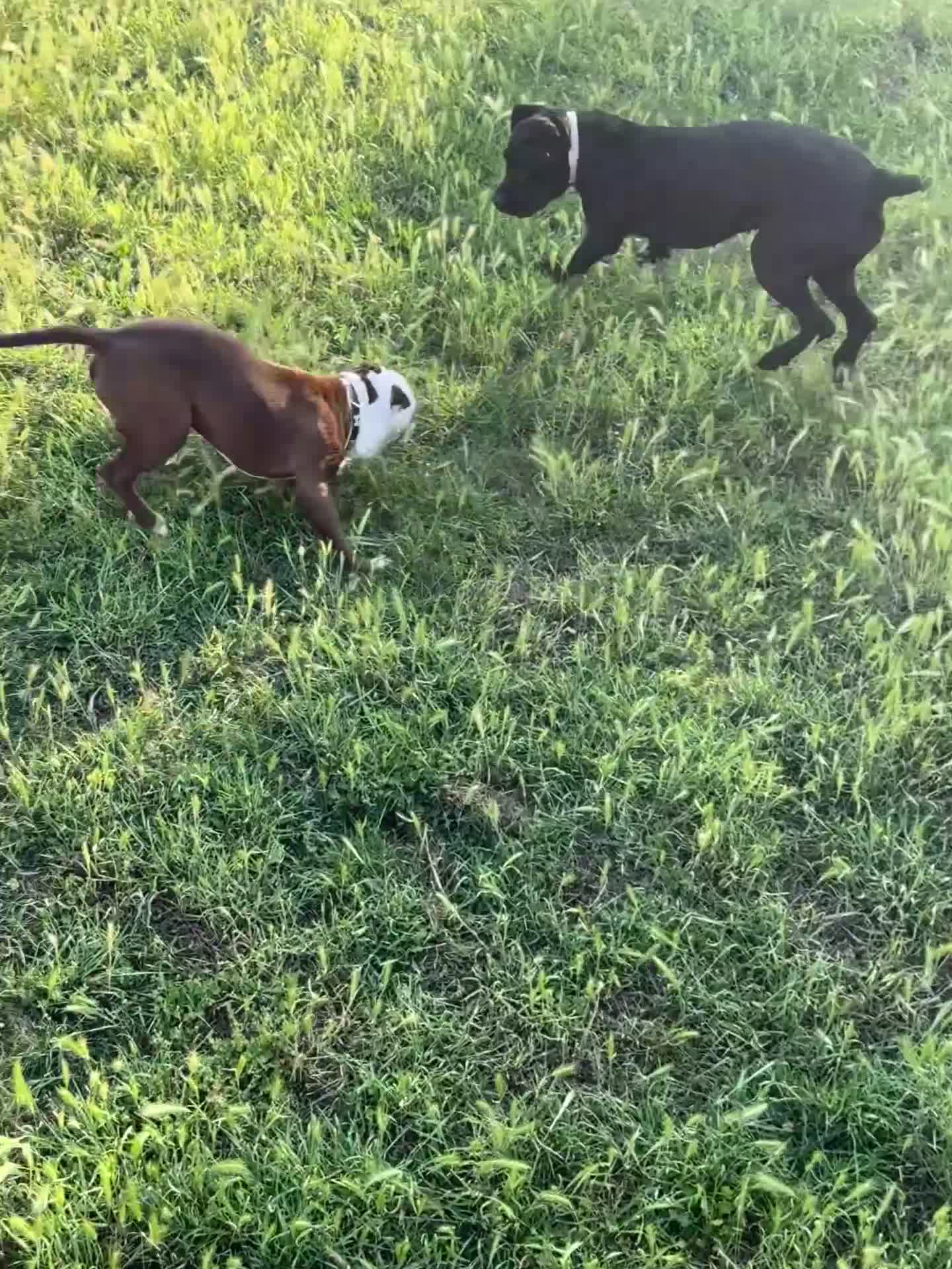 American Bull Staffy dogs for sale: American Staffordshire Terrier - Video 3