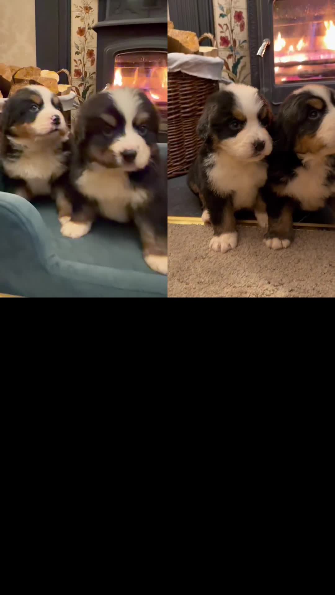 Bernese Mountain Dog dogs for sale: KC Registered BMD Available  - Video 1