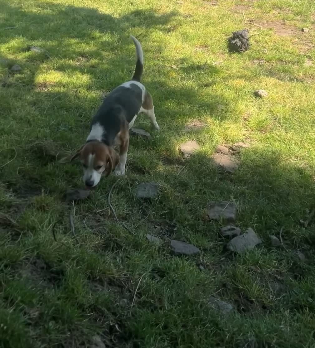 Beagle dogs for sale: Pure bred beagle male - Video 1