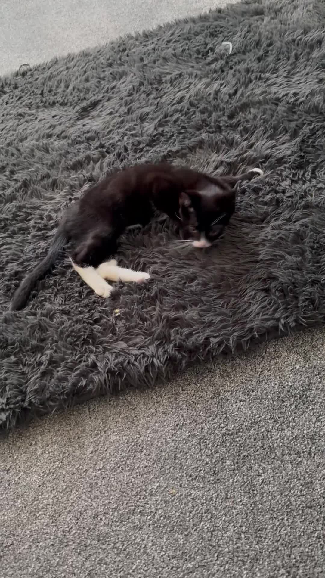 Mixed Breed cats for sale: Kittens  - Video 2