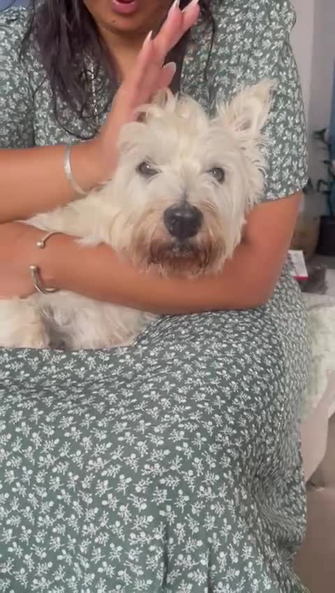 West Highland Terrier dogs for sale: West Highland Terrier Puppies for Loving Homes - Video 1